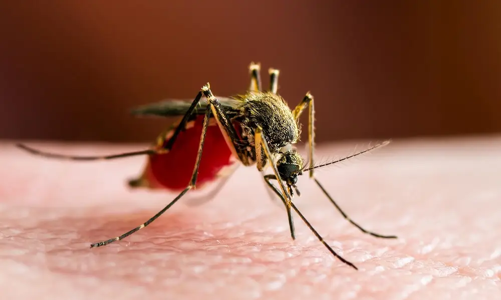 دراسة حديثة تكشف سبب التغيرات السلوكية لدى البعوض واتجاهه بشكل أكبر نحو التغذي على دم الإنسان 