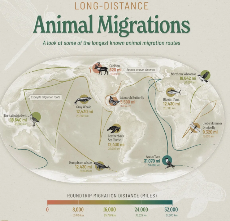 من الفراشات إلى الحيتان.. أطول هجرات الحيوانات في #العالم 